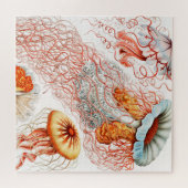 Jellyfish, Discomedusae, door Ernst Haeckel Legpuzzel (Horizontaal)