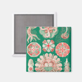 Jellyfish, Discomedusae, door Ernst Haeckel Magneet (Voorkant / Achterkant)