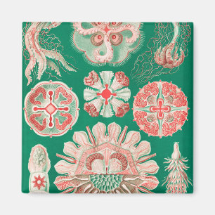 Jellyfish, Discomedusae, door Ernst Haeckel Magneet