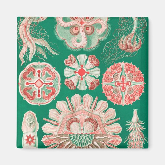 Jellyfish, Discomedusae, door Ernst Haeckel Magneet (Voorkant)
