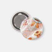 Jellyfish, Discomedusae, door Ernst Haeckel Magneet (Voorkant / Achterkant)