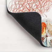 Jellyfish, Discomedusae, door Ernst Haeckel Muismat (Hoek)