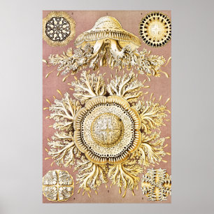 Jellyfish, Discomedusae, door Ernst Haeckel Poster