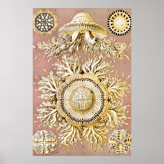 Jellyfish, Discomedusae, door Ernst Haeckel Poster (Voorkant)