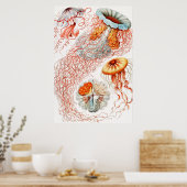 Jellyfish, Discomedusae, door Ernst Haeckel Poster (Keuken)