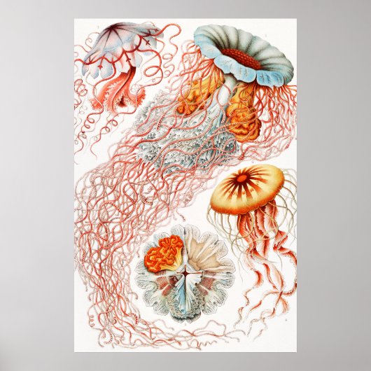 Jellyfish, Discomedusae, door Ernst Haeckel Poster (Voorkant)