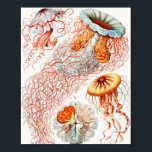 Jellyfish, Discomedusae, door Ernst Haeckel Poster<br><div class="desc">Jellyfish, Discomedusae Scheibenquallen, door Ernst Haeckel Poster</div>
