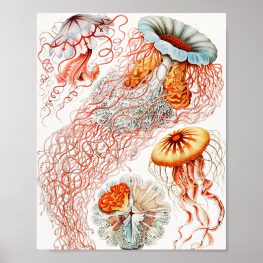 Jellyfish, Discomedusae, door Ernst Haeckel Poster (Voorkant)