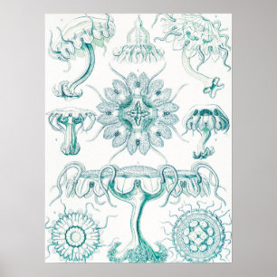 Jellyfish, Discomedusae, door Ernst Haeckel Poster