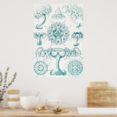 Jellyfish, Discomedusae, door Ernst Haeckel Poster (Keuken)