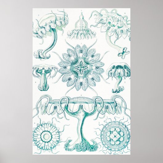 Jellyfish, Discomedusae, door Ernst Haeckel Poster (Voorkant)