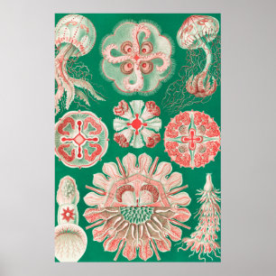 Jellyfish, Discomedusae, door Ernst Haeckel Poster