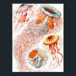 Jellyfish, Discomedusae, door Ernst Haeckel Poster<br><div class="desc">Jellyfish, Discomedusae Scheibenquallen, door Ernst Haeckel Poster</div>