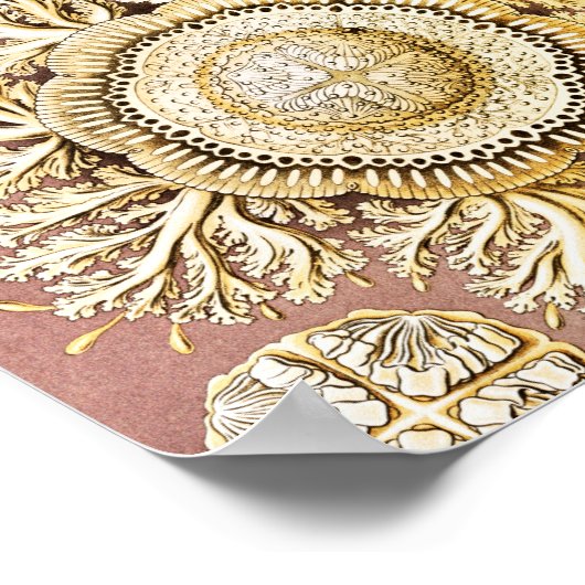 Jellyfish, Discomedusae, door Ernst Haeckel Poster (Hoek)