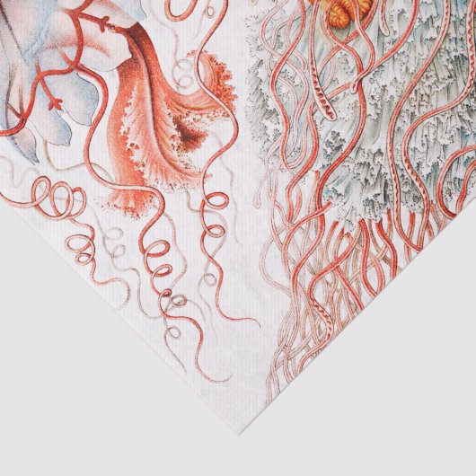 Jellyfish, Discomedusae, door Ernst Haeckel Tissuepapier (Detail)