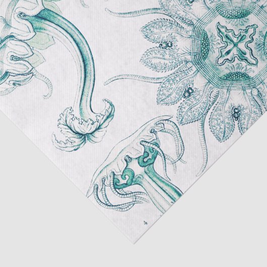 Jellyfish, Discomedusae, door Ernst Haeckel Tissuepapier (Detail)