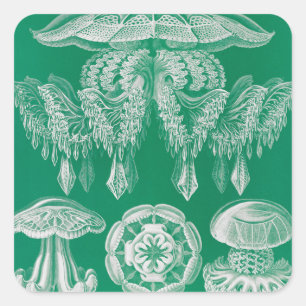 Jellyfish, Discomedusae, door Ernst Haeckel Vierkante Sticker