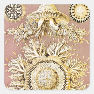 Jellyfish, Discomedusae, door Ernst Haeckel Vierkante Sticker