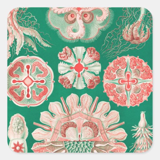 Jellyfish, Discomedusae, door Ernst Haeckel Vierkante Sticker (Voorkant)