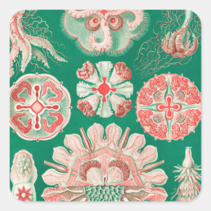 Jellyfish, Discomedusae, door Ernst Haeckel Vierkante Sticker