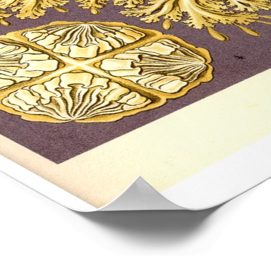 Jellyfish - Discomedusae - Ernst Haeckel Poster (Hoek)