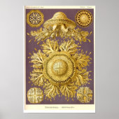 Jellyfish - Discomedusae - Ernst Haeckel Poster (Voorkant)
