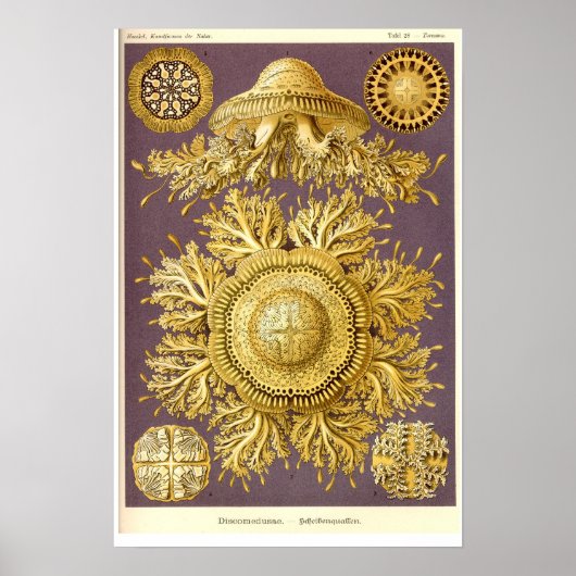 Jellyfish - Discomedusae - Ernst Haeckel Poster (Voorkant)