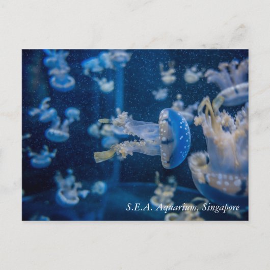 Jellyfish in S.E.A. Aquarium Singapore Briefkaart (Voorkant)