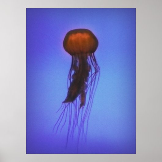 Jellyfish in Space Poster (Voorkant)
