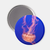 Jellyfish Magnet (Voorkant / Achterkant)