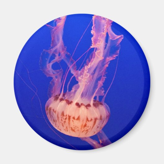 Jellyfish Magnet (Voorkant)
