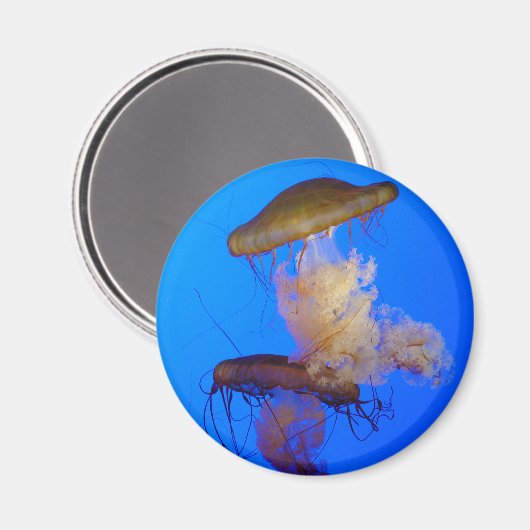 Jellyfish Magnet (Voorkant / Achterkant)