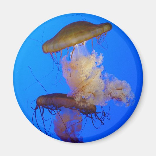 Jellyfish Magnet (Voorkant)