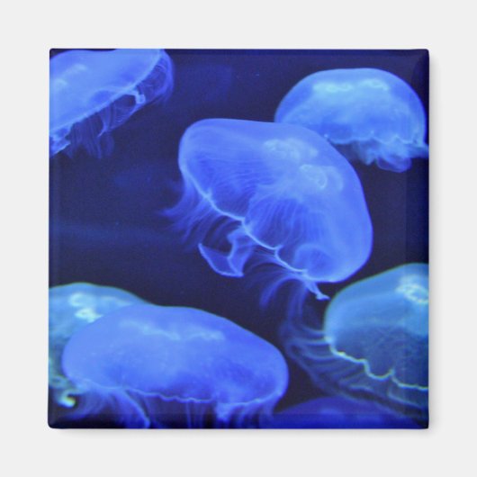 Jellyfish Magnet (Voorkant)