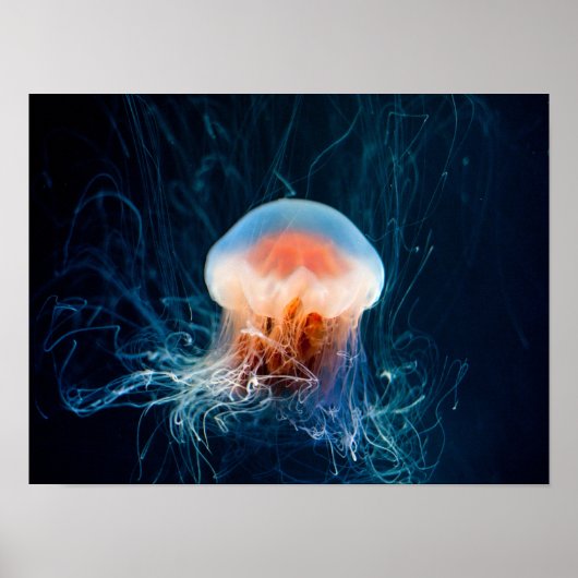 Jellyfish Onderwater - Donkere gloed Poster (Voorkant)