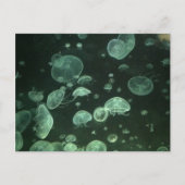 Jellyfish Post Card Briefkaart (Voorkant)