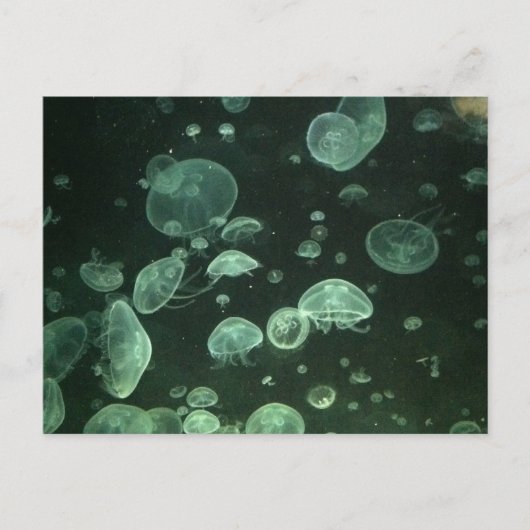 Jellyfish Post Card Briefkaart (Voorkant)