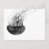 Jellyfish Postcard Briefkaart (Voorkant)