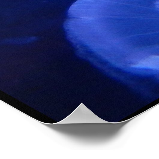 JELLYFISH POSTER (Hoek)