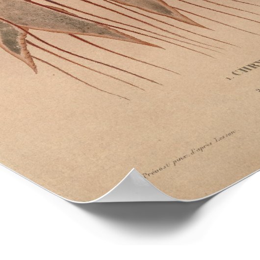 Jellyfish Red  Zee Scheppen Kunstafdrukken Poster (Hoek)