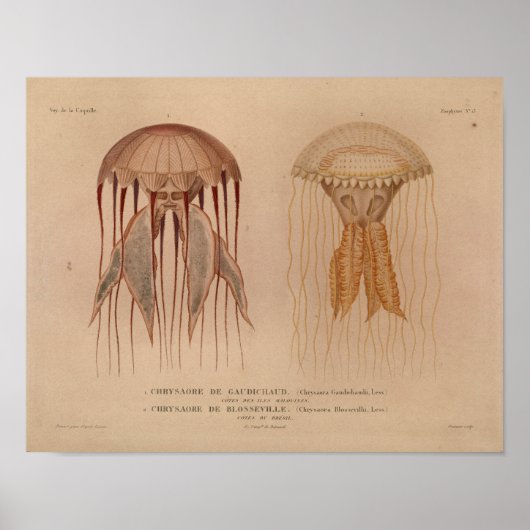 Jellyfish Red  Zee Scheppen Kunstafdrukken Poster (Voorkant)