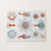 Jellyfish, Siphonophorae Staatsquallen Marine Life Legpuzzel (Horizontaal)