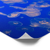 Jellyfish Swimming Photo Ocean Poster (Hoek)