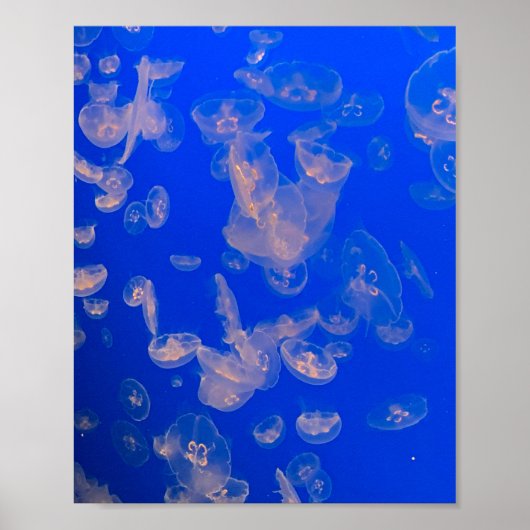 Jellyfish Swimming Photo Ocean Poster (Voorkant)