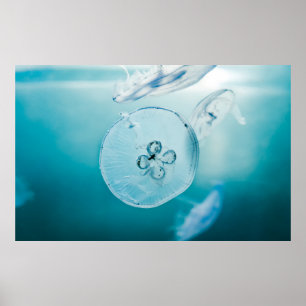 JELLYFISHES ONDERWATER POSTER