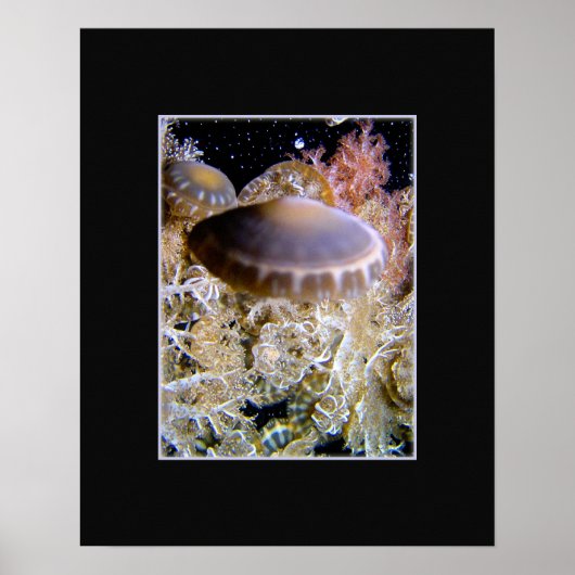 Jellyship Poster (Voorkant)