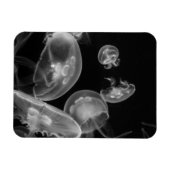 Jellyvis onderwater magneet (Horizontaal)