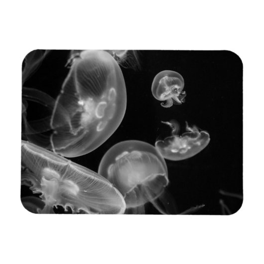 Jellyvis onderwater magneet (Horizontaal)