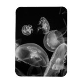 Jellyvis onderwater magneet (Verticaal)