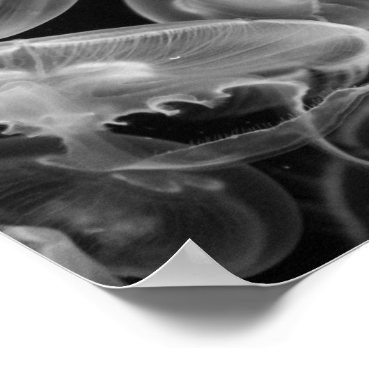 Jellyvis onderwater poster (Hoek)